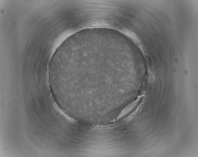 X0000070341374200607072002