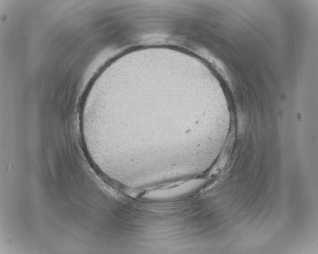 X0000070341376200607072002