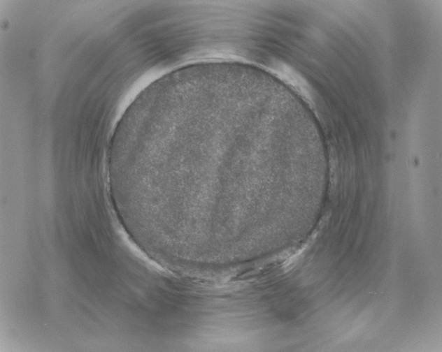 X0000070341382200607072002