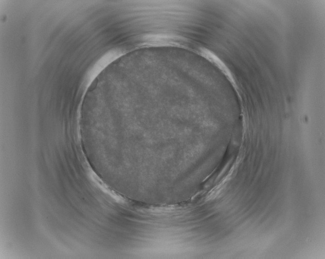 X0000070341386200607072002