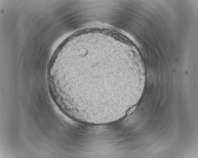 X0000070341387200607072002