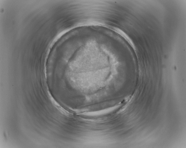 X0000070341388200607072002