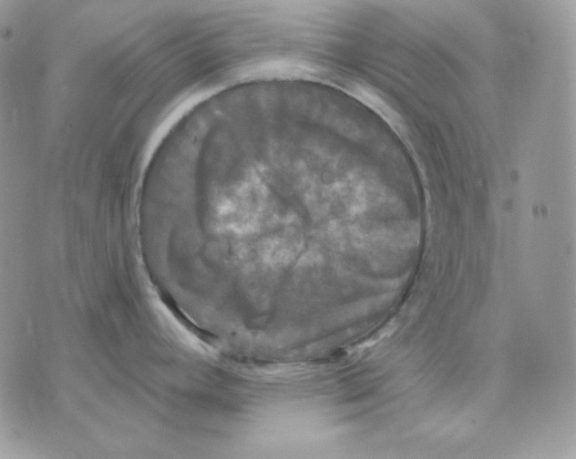 X0000070341392200607072002