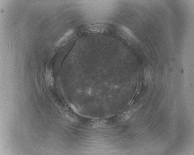 X0000070341394200607072001