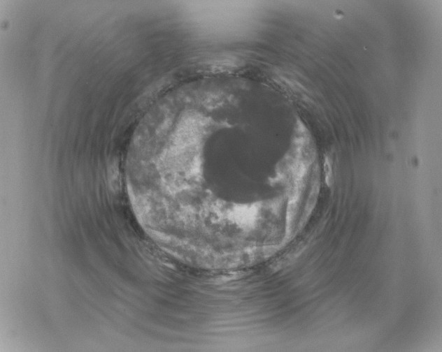 X0000070341395200607072001