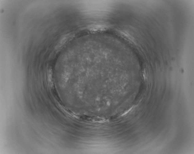 X0000070341396200607072001