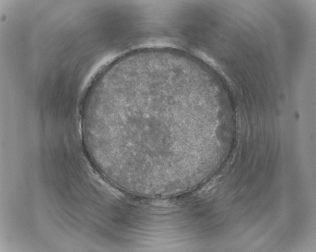 X0000070341408200607072001