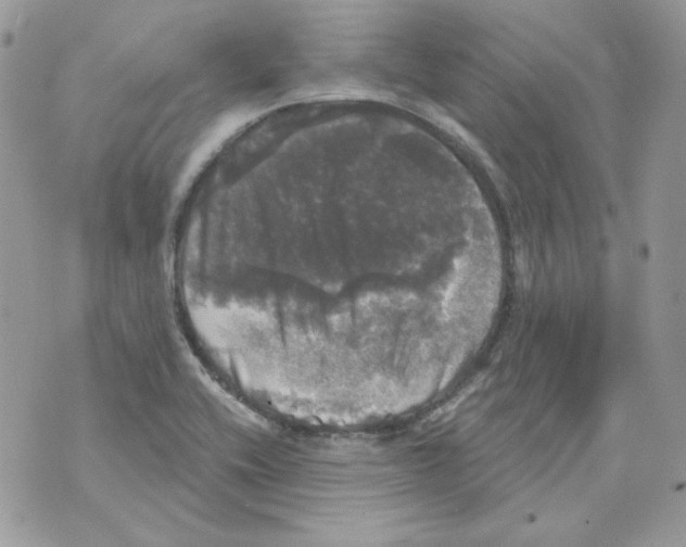 X0000070341416200607072001