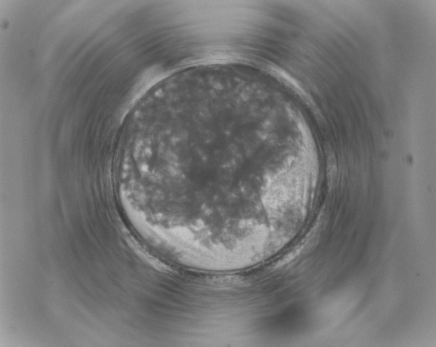 X0000070341417200607072001