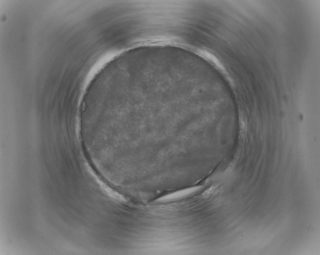 X0000070341424200607072001