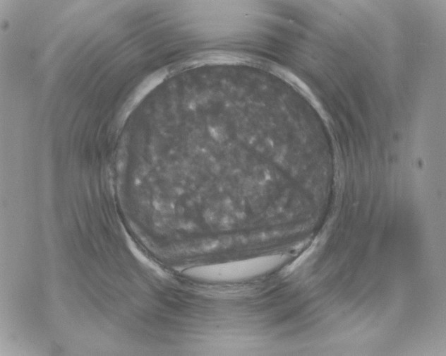 X0000070341433200607072002