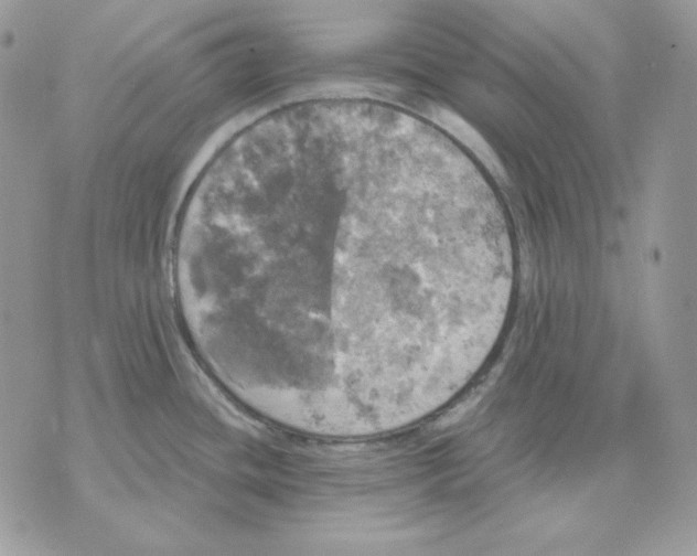 X0000070341436200607072002