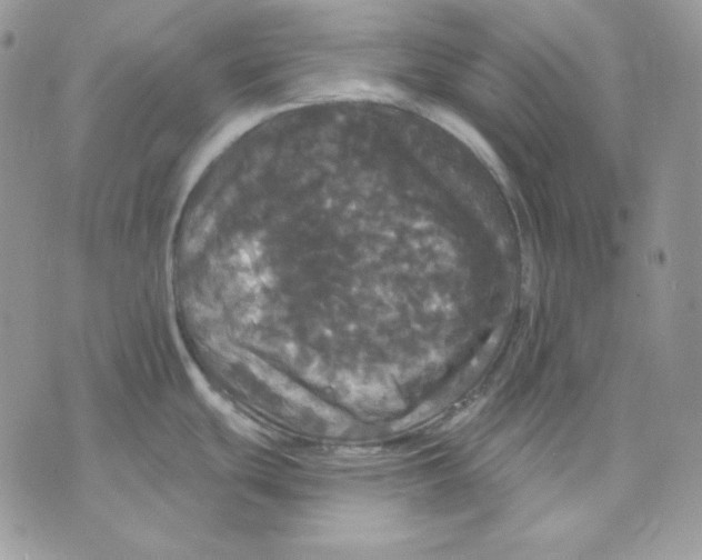 X0000070341439200607072002