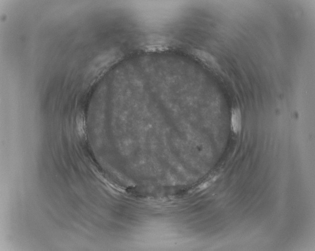 X0000070341444200607072001