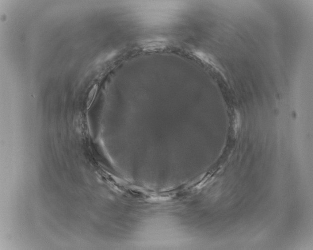 X0000070341445200607072001