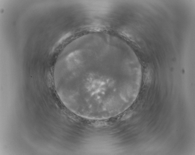 X0000070341446200607072001