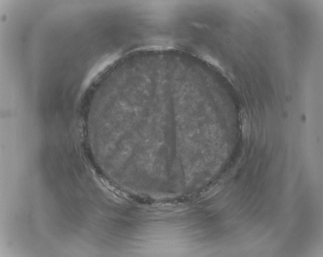 X0000070341448200607072001