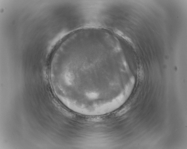 X0000070341454200607072001