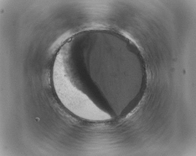 X0000070341455200607072001