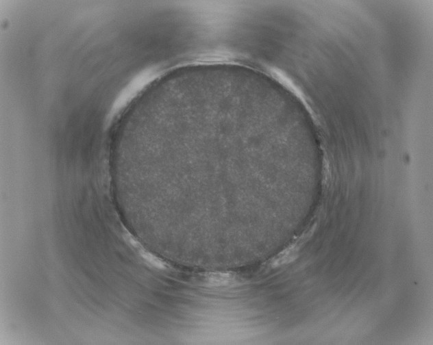 X0000070341456200607072001