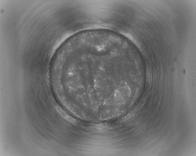 X0000070341460200607072001