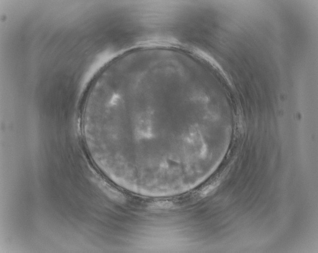 X0000070341462200607072001