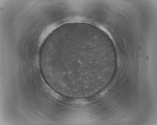 X0000070341464200607072001