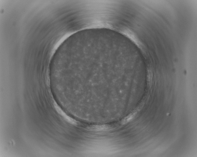 X0000070341468200607072000