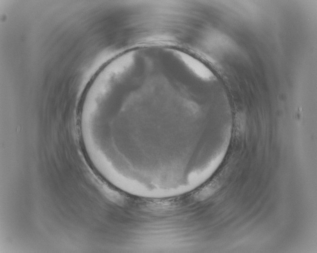 X0000070341470200607072000