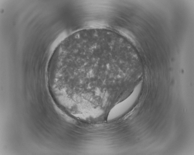 X0000070341471200607072000