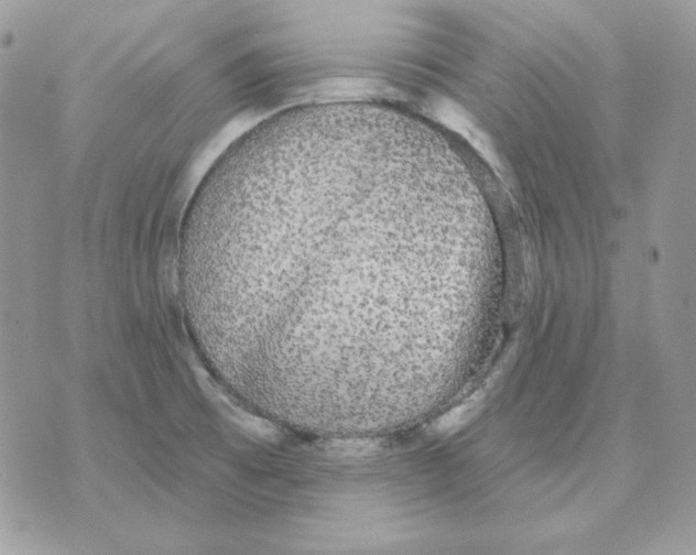 X0000070341473200607072000