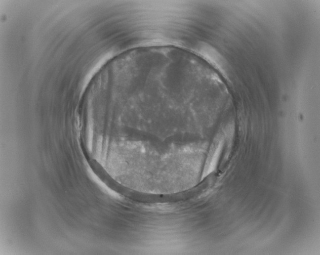 X0000070341476200607072000