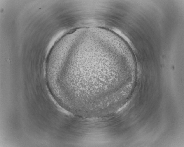 X0000070341477200607072000