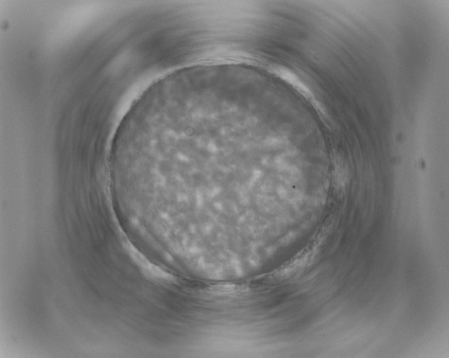 X0000070341478200607072000