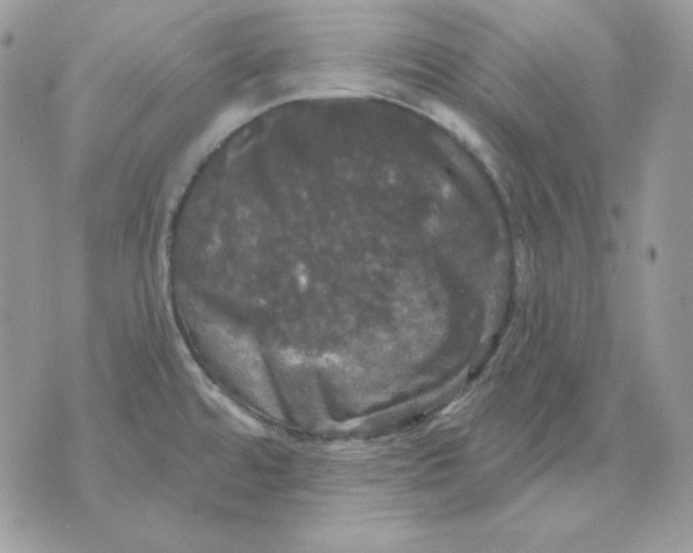 X0000070341480200607072000