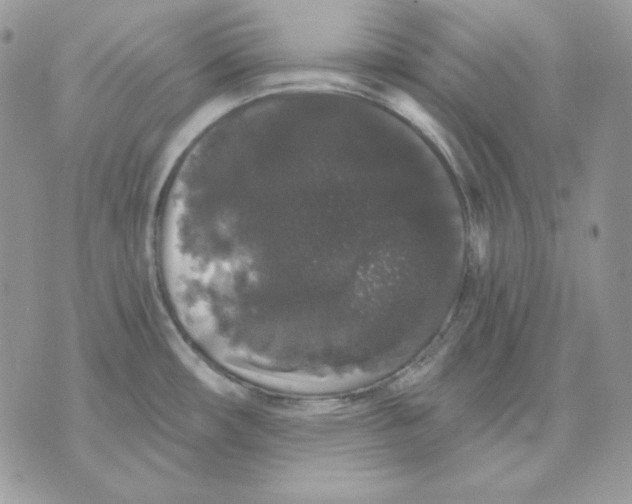 X0000070341482200607072000