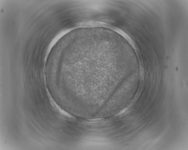 X0000070341486200607072000