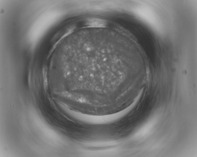 X0000070341487200607072000