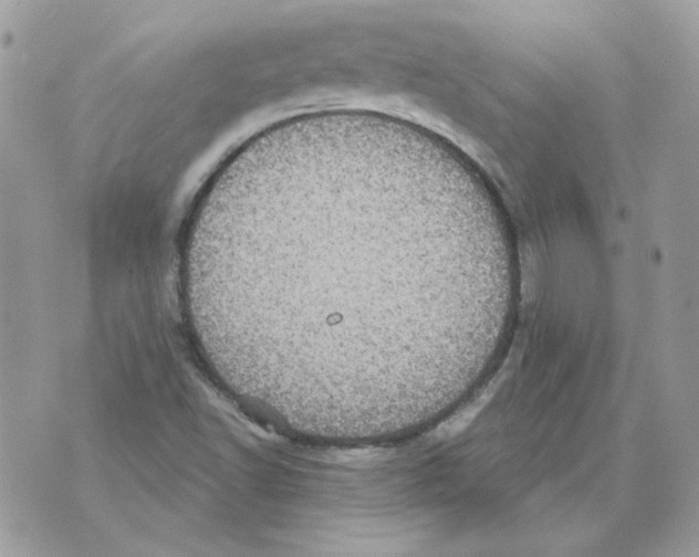 X0000070341502200607072000