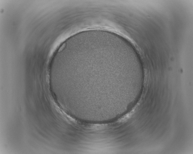 X0000070341506200607072000