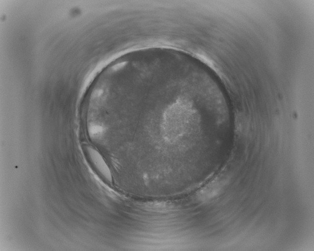 X0000070341508200607072000