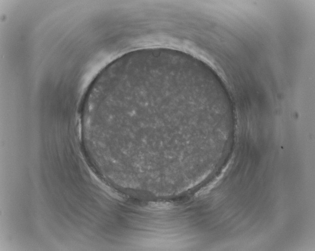 X0000070341509200607072000