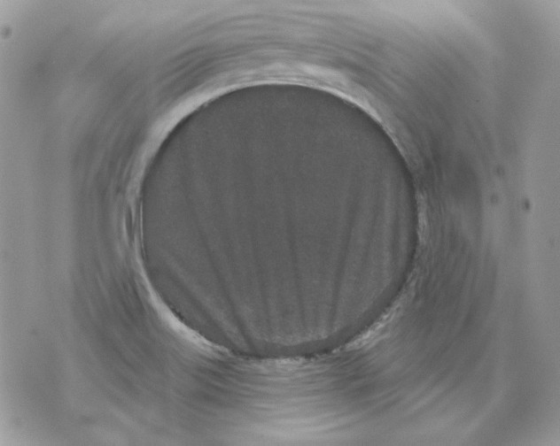 X0000070341515200607072000