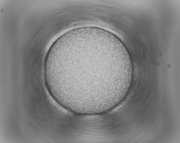 X0000070341518200607072000