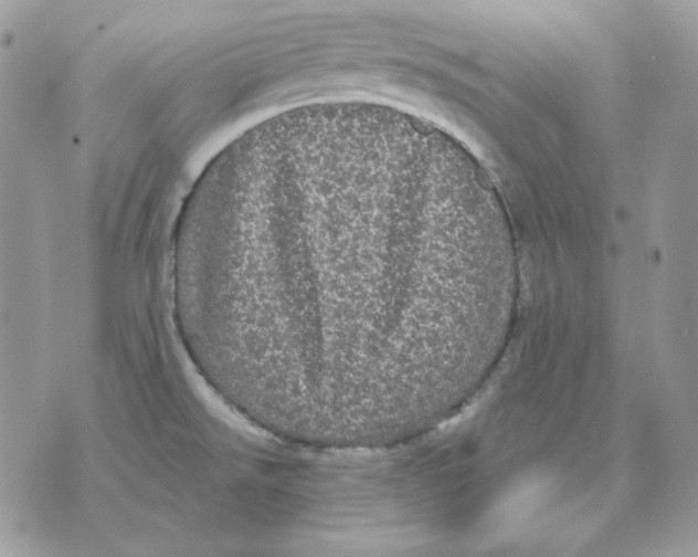 X0000070341526200607072000