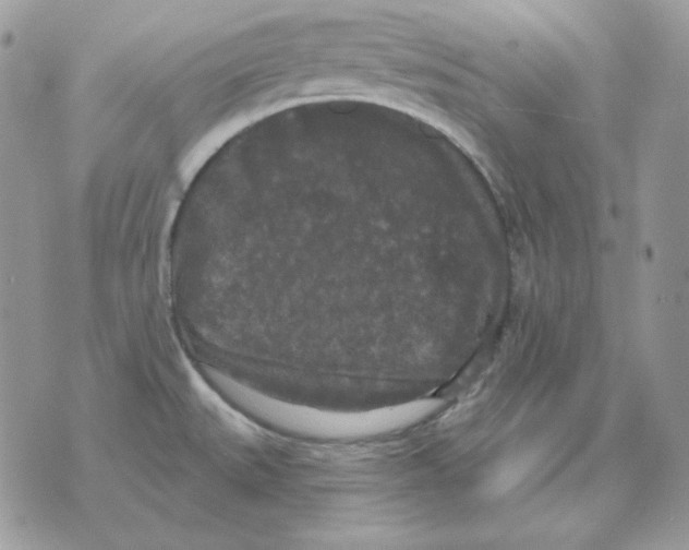 X0000070341527200607072000