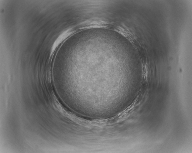 X0000070350004200606121217