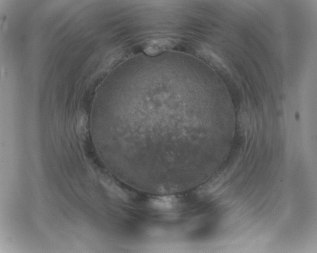 X0000070350079200606121216