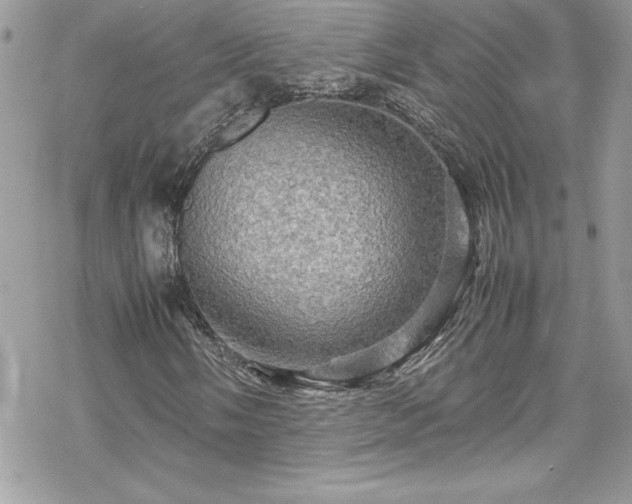 X0000070351058200606121200