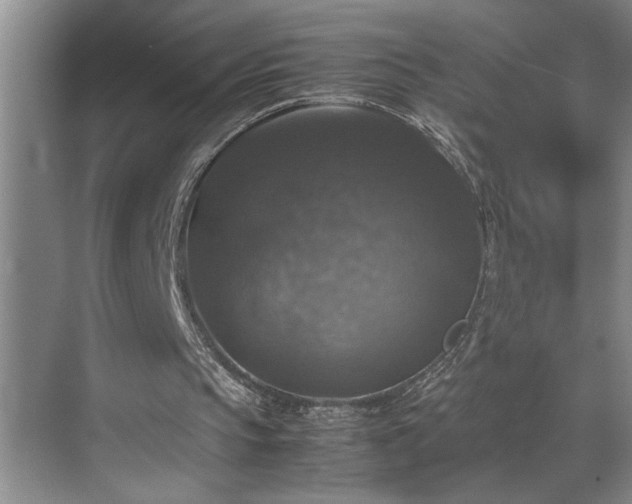 X0000070350145200606161325